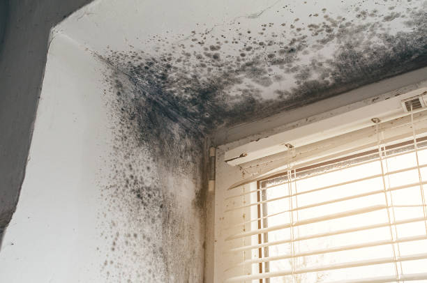 Affordable Mold Remediation solutions in Altamahaw, NC